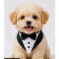 Tuxy Tux